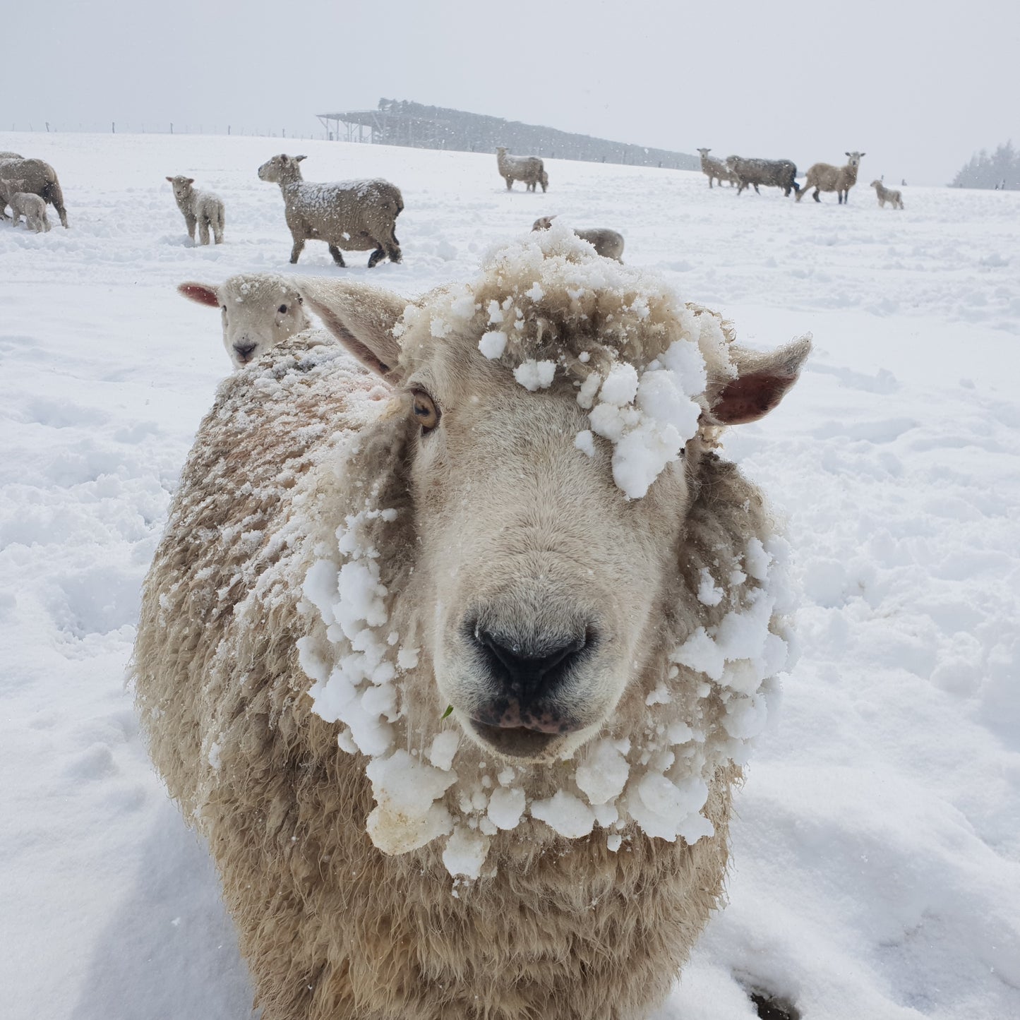 Snow Fleece South Island Wool